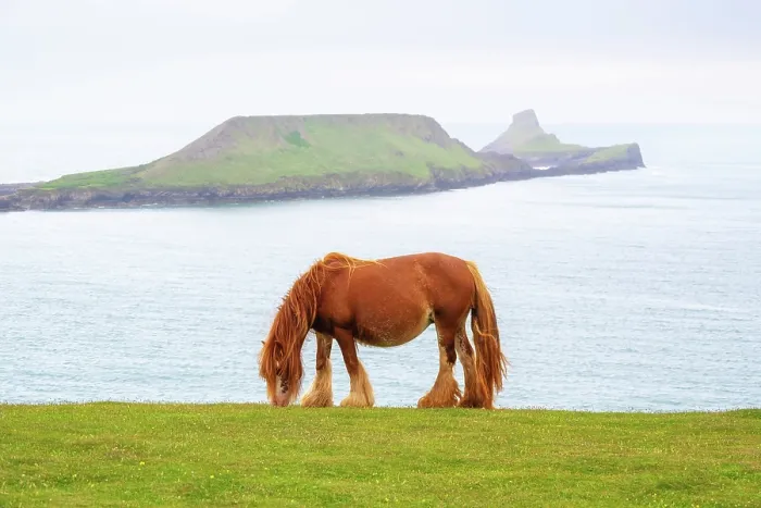 Framed Print : A semi-feral Welsh pony grazing on the cliffs on the Gower Peninsula, with Worm's Head headland in the background, near Rhossili Bay, Swansea, Wales Framed Print : A semi-feral Welsh pony grazing on the cliffs on the Gower Peninsula, with Worm's Head headland in the background, near Rhossili Bay, Swansea, Wales