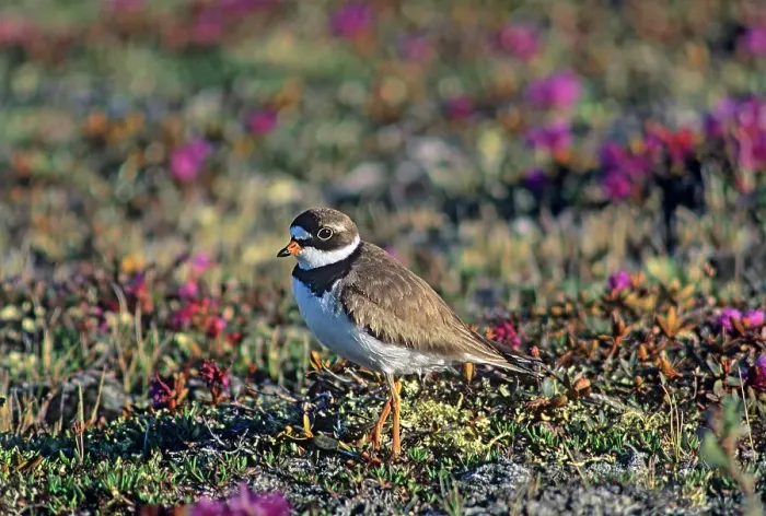 Framed Print : Semipalmated plover (Charadrius semipalmatus) on tundra Churchill, Manitoba, Canada Framed Print : Semipalmated plover (Charadrius semipalmatus) on tundra Churchill, Manitoba, Canada