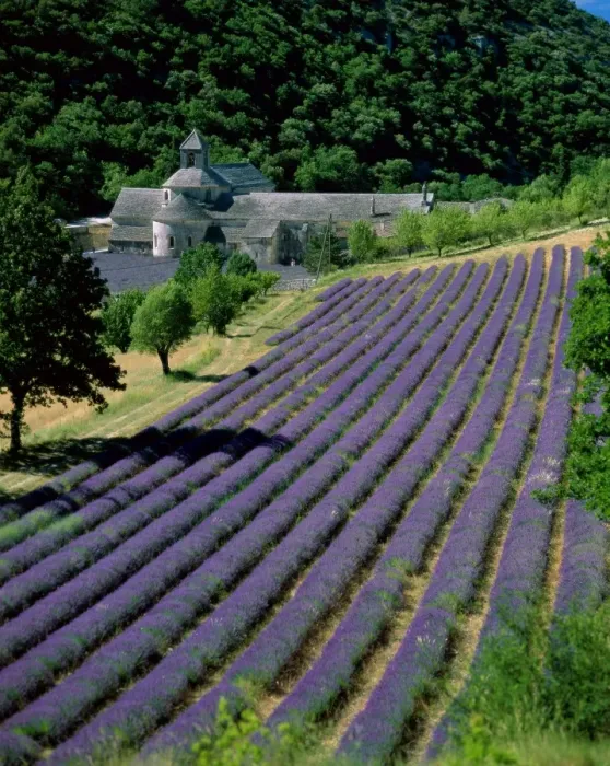 Framed Print : Senaque Abbey & Lavender Fields (Abbaye de Senanque) Framed Print : Senaque Abbey & Lavender Fields (Abbaye de Senanque)