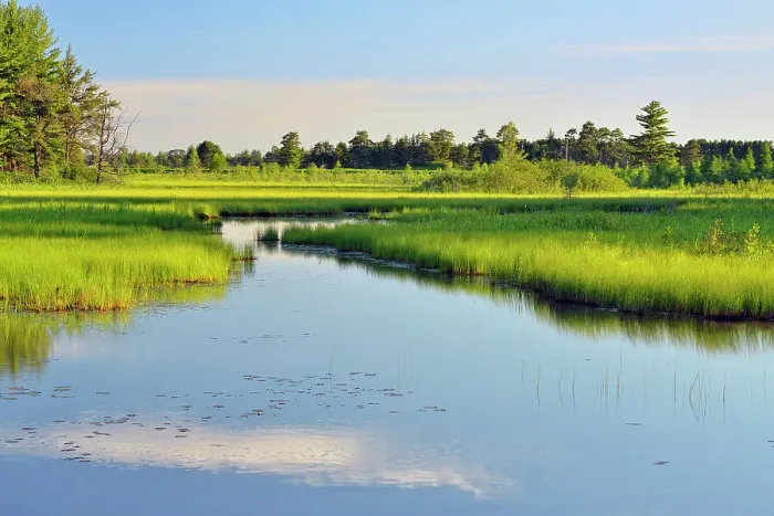Framed Print : Seney wetlands in early summer, Seney NWR, Seney, USA Framed Print : Seney wetlands in early summer, Seney NWR, Seney, USA