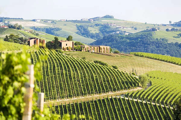 Serralunga d Alba, Barolo wine region, Langhe, Piedemont, Italy
