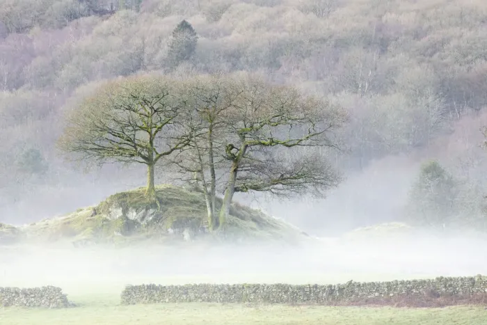 Framed Print : Sessile Oak (Quercus petraea) in mist, Elter Water, Lake District National Park, Cumbria Framed Print : Sessile Oak (Quercus petraea) in mist, Elter Water, Lake District National Park, Cumbria