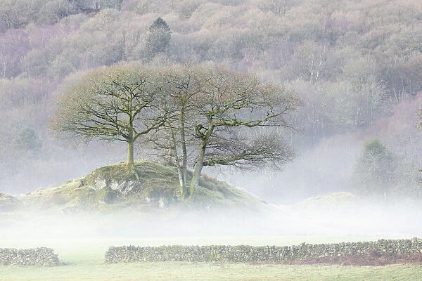 Sessile Oak (Quercus petraea) in mist, Elter Water, Lake District National Park, Cumbria