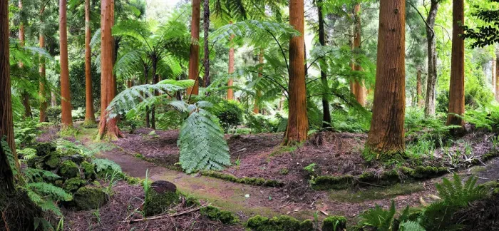 Framed Print : Sete Fontes Nature Park with exotic trees. Sao Jorge, Azores islands, Portugal Framed Print : Sete Fontes Nature Park with exotic trees. Sao Jorge, Azores islands, Portugal