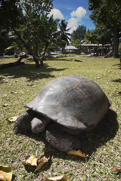 Seychelles, Curieuse Island, Giant Tortoise Farm, Aldabra Giant Tortoise, aldabrachelys