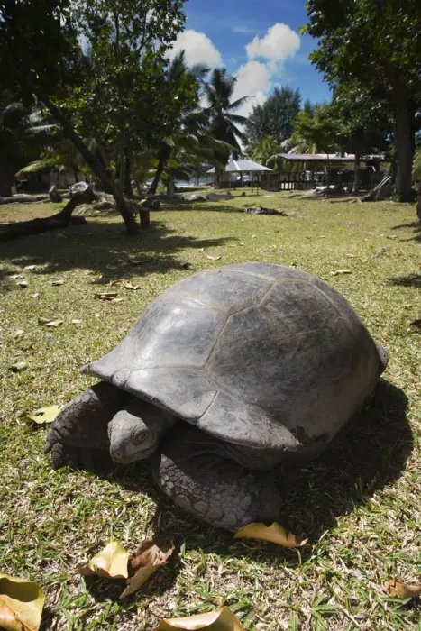 Framed Print : Seychelles, Curieuse Island, Giant Tortoise Farm, Aldabra Giant Tortoise, aldabrachelys Framed Print : Seychelles, Curieuse Island, Giant Tortoise Farm, Aldabra Giant Tortoise, aldabrachelys