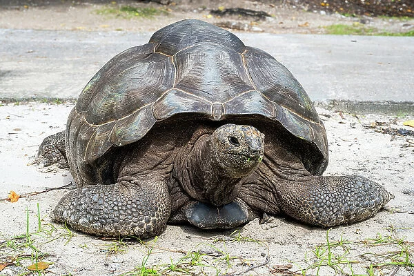 Seychelles giant tortoise (Aldabrachelys gigantea hololissa), La Digue, Seychelles