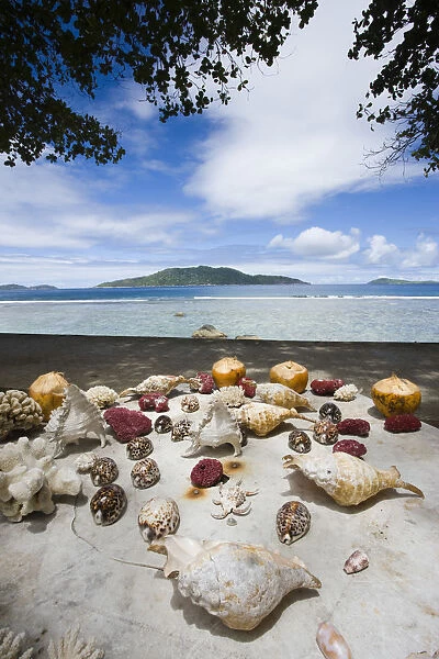 Seychelles, La Digue Island, Anse Gaulettes, seashell display