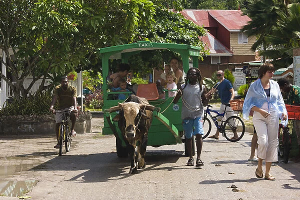 Seychelles, La Digue Island, La Passe, traditional oxcart taxi