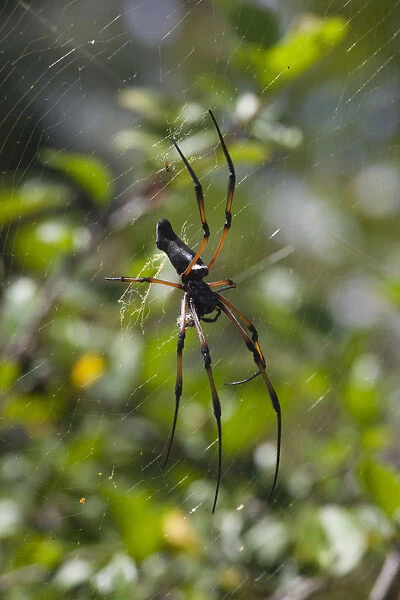 Seychelles, Praslin Island, Vallee de Mai National Park, Palm Spider, nephila inaurita