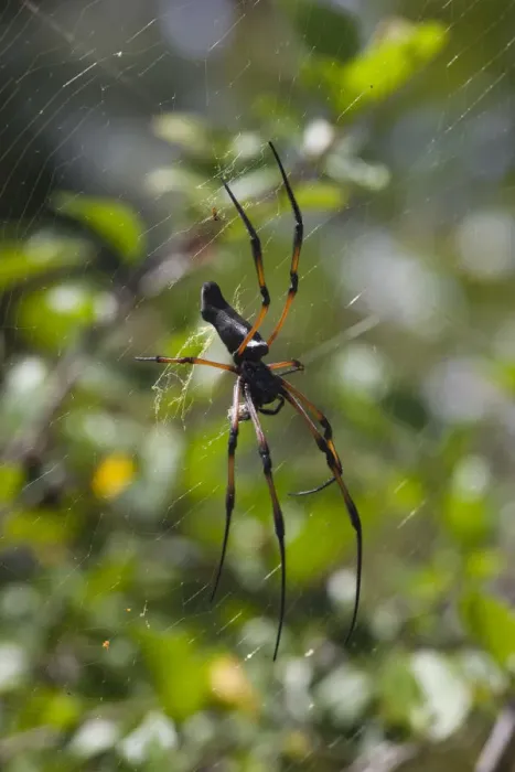 Framed Print : Seychelles, Praslin Island, Vallee de Mai National Park, Palm Spider, nephila inaurita