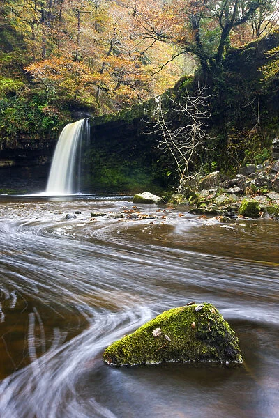 Sgwd Gwladus waterfall surrounded by autumnal foliage, near Ystradfellte, Brecon Beacons