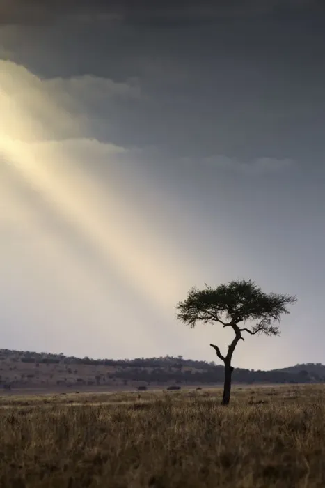 Framed Print : A shaft of light on an acacia tree, Serengeti National Park, Tanzania, Africa Framed Print : A shaft of light on an acacia tree, Serengeti National Park, Tanzania, Africa