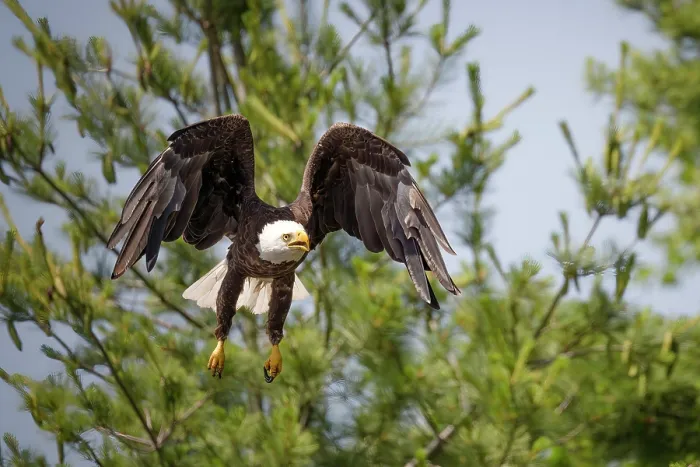 Framed Print : Sharbot Lake, Ontario. A bald eagle takes off from a tree Framed Print : Sharbot Lake, Ontario. A bald eagle takes off from a tree