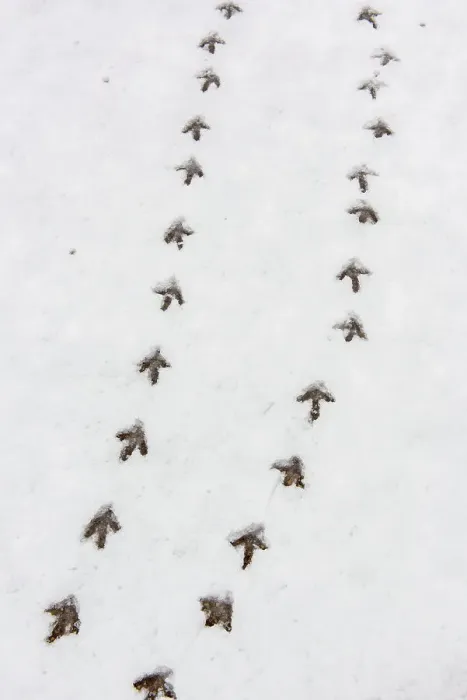 Framed Print : Sharp-tailed Grouse tracks in fresh snow, Oak Hammock Marsh, Stonewall, Manitoba, Canada Framed Print : Sharp-tailed Grouse tracks in fresh snow, Oak Hammock Marsh, Stonewall, Manitoba, Canada