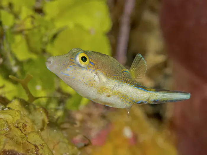 Framed Print : Sharpnose Puffer (Canthigaster rostrata), Grand Cayman, Cayman Islands, British West Indies Framed Print : Sharpnose Puffer (Canthigaster rostrata), Grand Cayman, Cayman Islands, British West Indies