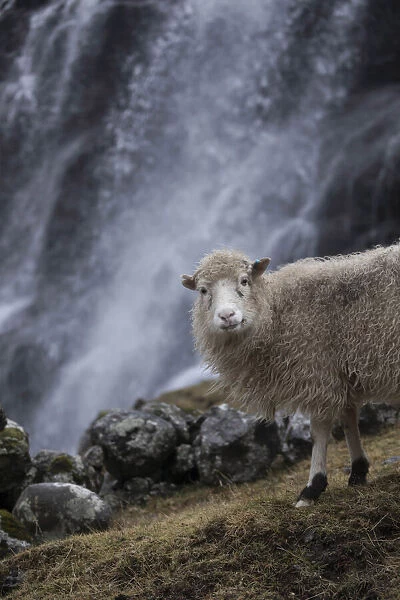 Sheep close to a waterfall in Saksun. Streymoy, Faroe Islands