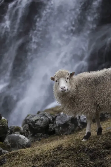 Framed Print : Sheep close to a waterfall in Saksun. Streymoy, Faroe Islands Framed Print : Sheep close to a waterfall in Saksun. Streymoy, Faroe Islands