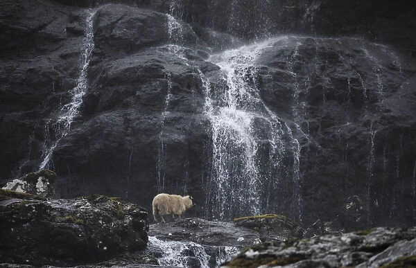 Sheep crossing a river close to a waterfall in Saksun. Streymoy, Faroe Islands
