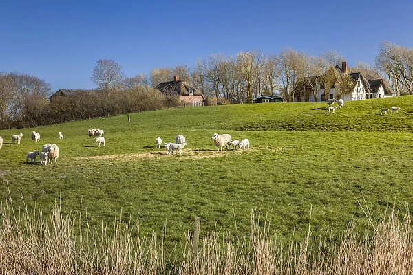 Sheep and dwelling mound near Westerhever, North Friesland, Schleswig-Holstein