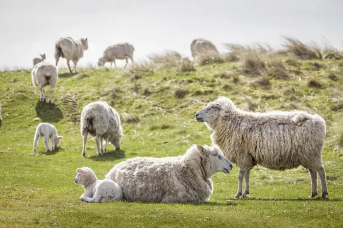Framed Print : Sheep in the Ellenbogen nature reserve, Sylt, Schleswig-Holstein, Germany