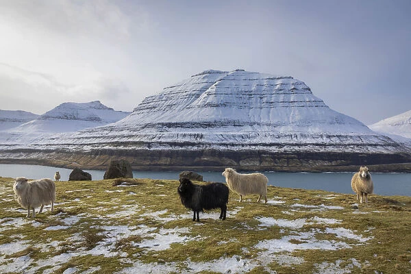 Sheep along the Funningur fjord. Eysturoy, Faroe Islands