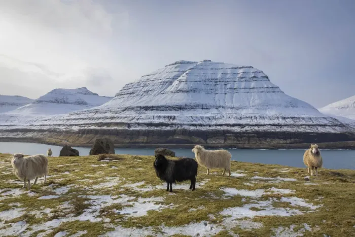 Framed Print : Sheep along the Funningur fjord. Eysturoy, Faroe Islands Framed Print : Sheep along the Funningur fjord. Eysturoy, Faroe Islands