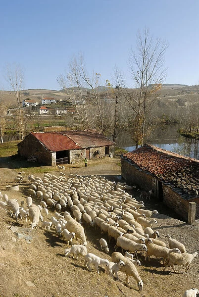 Sheep in Gimonde, Tras os Montes, Portugal