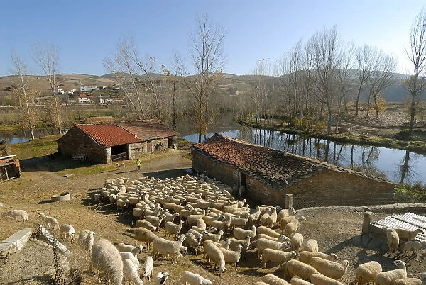Sheep in Gimonde, Tras os Montes, Portugal