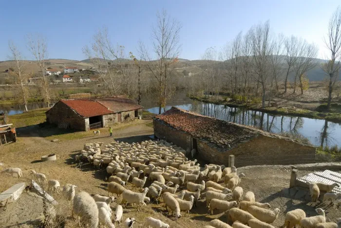 Framed Print : Sheep in Gimonde, Tras os Montes, Portugal