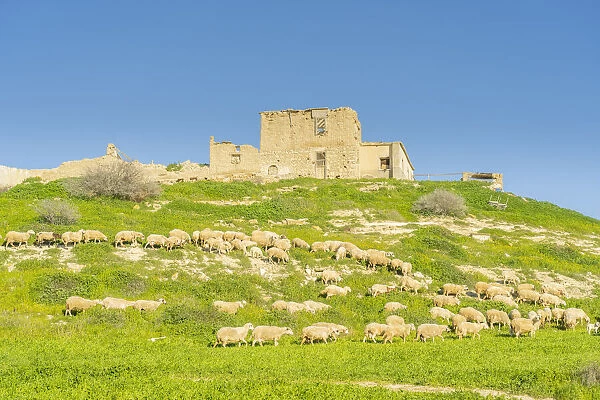 Sheep grazing at the abandoned village of Petrofani, Athienou, Larnaca District, Cyprus