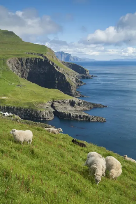 Framed Print : Sheep grazing on the green grass in the island of Mykines. Faroe Islands Framed Print : Sheep grazing on the green grass in the island of Mykines. Faroe Islands