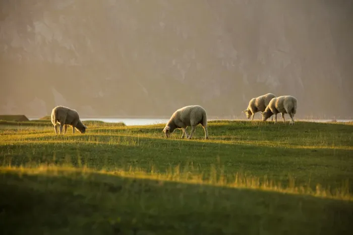 Framed Print : Sheep grazing in the green meadows lighted up by midnight sun Uttakleiv Lofoten Islands Framed Print : Sheep grazing in the green meadows lighted up by midnight sun Uttakleiv Lofoten Islands