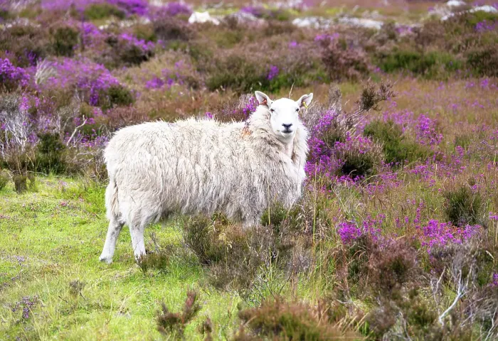 Framed Print : Sheep grazing on heather moorland in the North York Moors National Park, Yorkshire, England Framed Print : Sheep grazing on heather moorland in the North York Moors National Park, Yorkshire, England