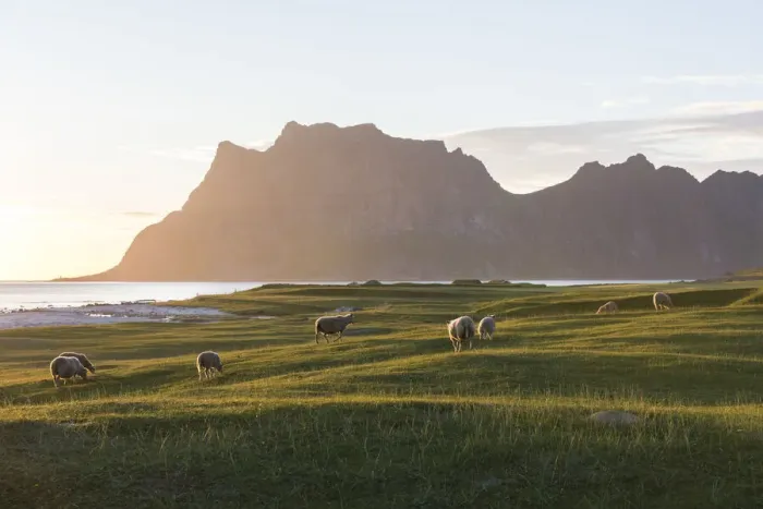 Framed Print : Sheep grazing in the meadows during midnight sun, Uttakleiv, Lofoten Islands Framed Print : Sheep grazing in the meadows during midnight sun, Uttakleiv, Lofoten Islands