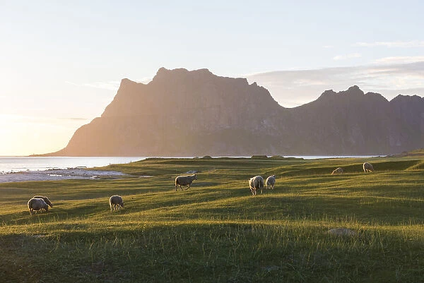Sheep grazing in the meadows during midnight sun, Uttakleiv, Lofoten Islands