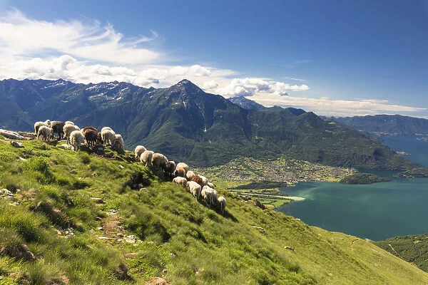 Sheep grazing on Monte Berlinghera with Lake Como in the background, Sondrio province
