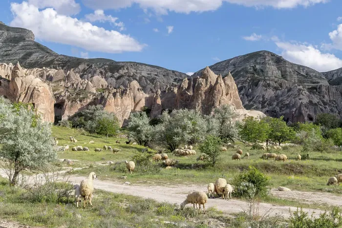 Framed Print : Sheep grazing near Goreme, Cappadocia; Nevsehir Province; Central Anatolia; Turkey Framed Print : Sheep grazing near Goreme, Cappadocia; Nevsehir Province; Central Anatolia; Turkey