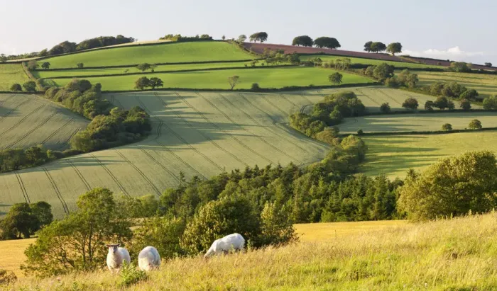 Framed Print : Sheep grazing in rolling countryside, Raddon Hills, Devon, England. Summer Framed Print : Sheep grazing in rolling countryside, Raddon Hills, Devon, England. Summer