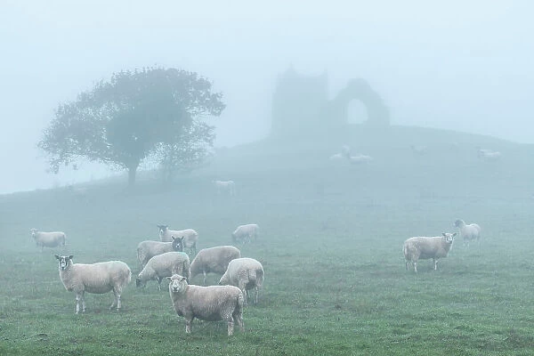 Sheep grazing below the ruins of St Michael's Church on Burrow Mump, Burrowbridge, Somerset, England. Winter (December) 2022