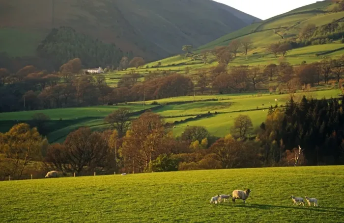 Framed Print : Sheep grazing on the slopes of Blencathra, The Lake District, Cumbria, England Framed Print : Sheep grazing on the slopes of Blencathra, The Lake District, Cumbria, England