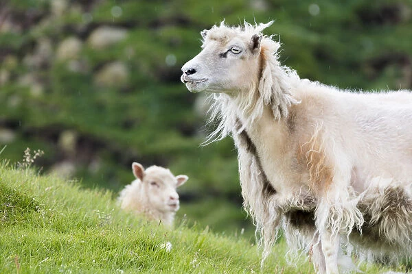 Sheep in green meadows, Mykines island, Faroe Islands, Denmark