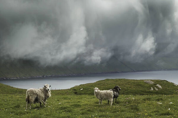Sheep in the island of Borðoy. Faroe Islands