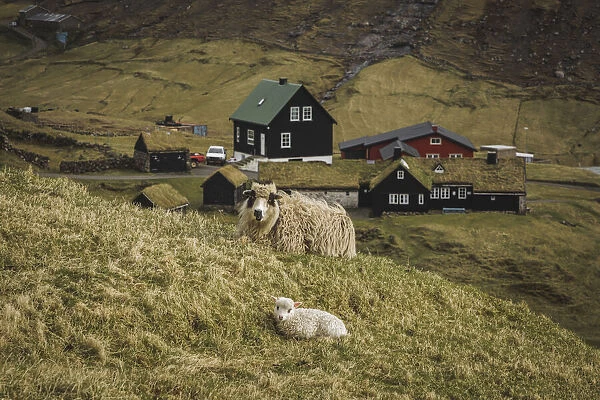 A sheep and a lamb sitting close to the old Duvugarðar farm. Streymoy, Faroe Islands