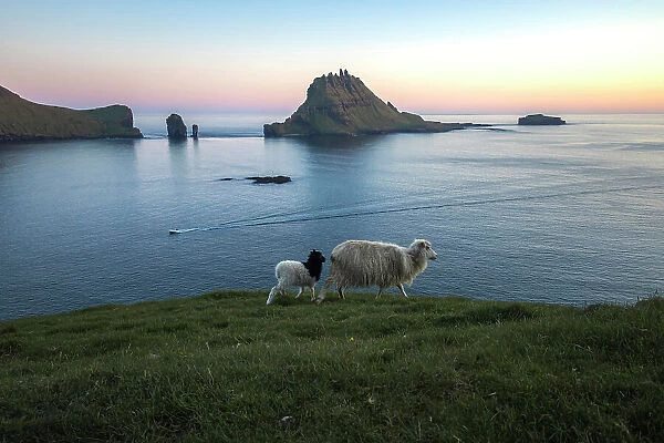 A sheep and a lamb walking along the coast on a bright evening. In the background Tindholmur islet and Drandarnir sea stacks. Island of Vagar. Faroe Islands