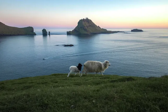 Framed Print : A sheep and a lamb walking along the coast on a bright evening. In the background Tindholmur islet and Drandarnir sea stacks. Island of Vagar. Faroe Islands Framed Print : A sheep and a lamb walking along the coast on a bright evening. In the background Tindholmur islet and Drandarnir sea stacks. Island of Vagar. Faroe Islands
