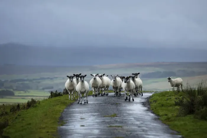 Framed Print : Sheep in the landscape, County Antrim, Northern Ireland, UK Framed Print : Sheep in the landscape, County Antrim, Northern Ireland, UK