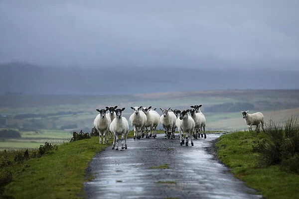 Sheep in the landscape, County Antrim, Northern Ireland, UK