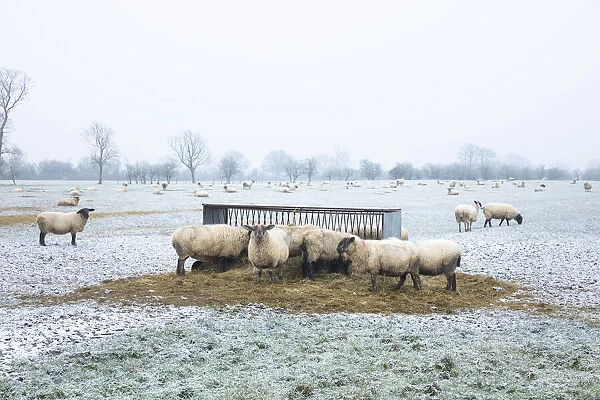 Sheep in the landscape, Launton, Oxfordshire, England