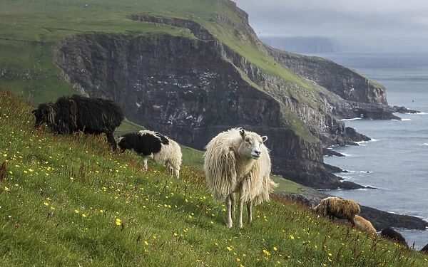 Sheep in Mykines, Faroe Islands